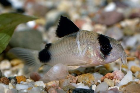 Corydoras Catfish, Cory Catfish, Tropical Freshwater Fish, Fresh Water Fish Tank, Fish Tales, African Cichlids, Salmon Fishing, Exotic Fish, Fish Tanks