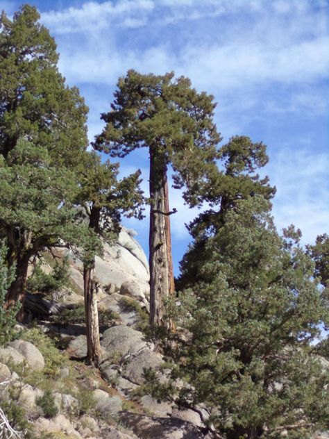 Lake Alpine (Bear Valley) - 2019 All You Need to Know BEFORE You Go (with Photos) - TripAdvisor Alpine California, Lake Nacimiento California, Hume Lake California, Lake Elsinore California, Pyramid Lake California, Alpine Lake, Sierra Nevada, Nevada, Trip Advisor