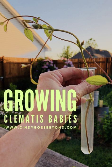 Growing Clematis, Marigolds In Garden, Clematis Care, Clematis Plants, Clematis Vine, Garden Vines, Single Tree, Have Inspiration, Plant Cuttings