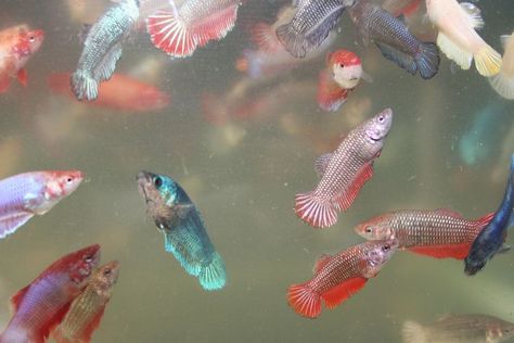 A Rainbow Gallery of Female Betta Fish Pictures Baby Betta Fish, Fighter Fish, Aquarium Pets, Fish In The Water, Fish Image, Female Betta, Fish Information, Betta Fish Care, Aquatic Creatures