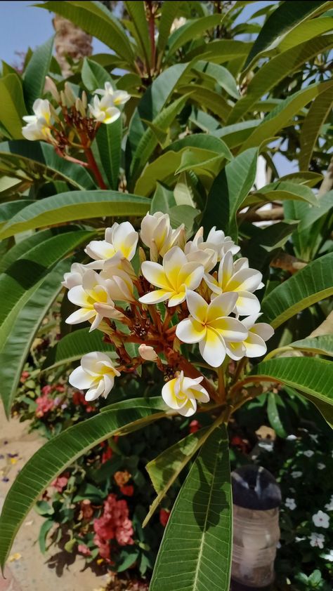 #flowers #viral #aesthetic #egypt #travel #bloom #summer #beach Plumeria Flowers Wallpaper, Egypt Flower, Aesthetic Egypt, Viral Aesthetic, Plumeria Flowers, Sky Photography Nature, Flower Iphone Wallpaper, Egypt Travel, Flowers Wallpaper