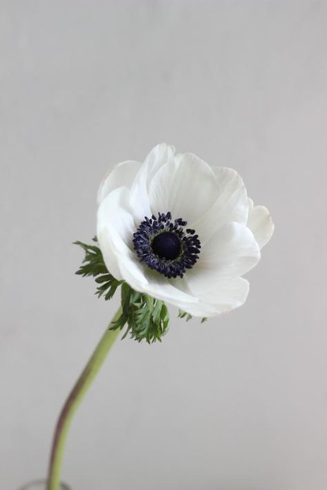 Anemone Flower Photography, Anenome Flower, Anemone Blanda Blue, Anemone White, Anemone Blanda, Tattoo Colour, Black And White Tattoo, Flowers Black And White, Anemone Blanda White Splendour