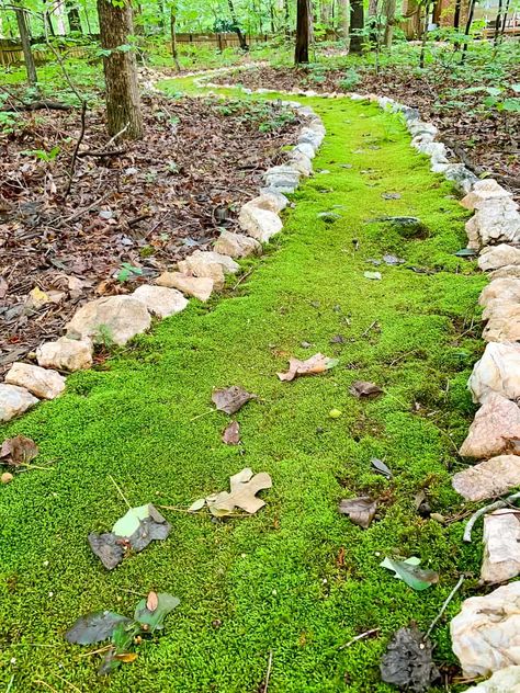 how to grow a moss path Diy Hardscaping Ideas, Moss Backyard, Woods Landscaping, Hardscaping Ideas, Grow Moss, Elizabeth Goudge, Moss Lawn, Octopus Garden, Growing Moss