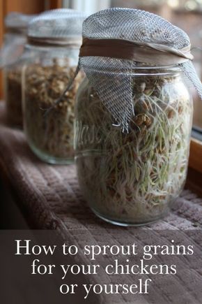 Dreaming of a green winter: growing sprouts for your chickens (or yourself!) How To Grow Sprouts, Grow Sprouts, Growing Sprouts, Sprouted Grains, Chicken Treats, Raising Backyard Chickens, Chicken Garden, Keeping Chickens, Chicken Feed