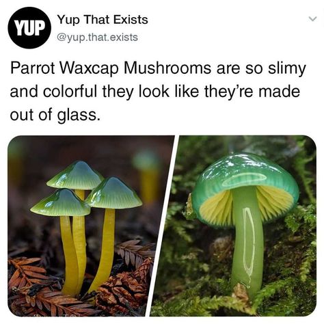 Yup That Exists on Instagram: “The Parrot Waxcap mushroom looks like it's something straight out of Alice In Wonderland. Follow @yup.that.exists” Parrot Waxcap, Alice In Wonderland, Making Out, Parrot, Fish Pet, Fun Facts, Stuffed Mushrooms, Canning, Glass