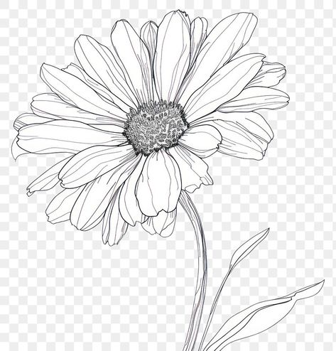 Daisy Drawings Simple, Line Drawing Daisy, Daisy Flower Sketch, Daisy Line Drawing, Trees Art Drawing, Daisy Sketch, Drawing Daisy, Daisy Drawing, Daisy Theme