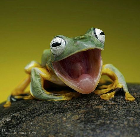 A real life Kermit the Frog Frog Wallpaper Iphone, Funny Frog Pictures, Frosch Illustration, Amazing Frog, Frog Frog, Frog Wallpaper, Frog Pictures, Frog Drawing, Cute Reptiles