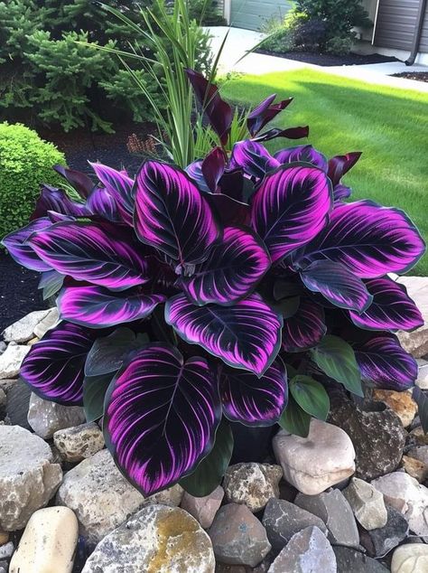 DIY garden and home decoration, exterior and interior design ideas | Calathea couture: nature’s high fashion | Facebook Calathea Couture Purple, Purple Everything, Calathea Couture, Everything Purple, Calathea Roseopicta, Enchanted Gardens, House Flipping, Goth Garden, Outside Plants