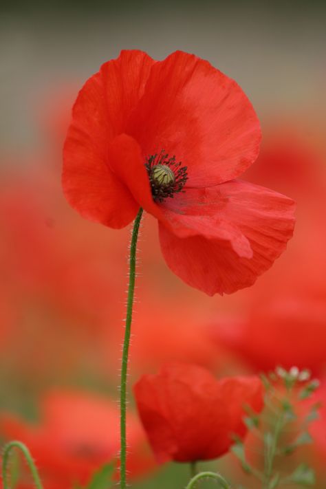 Poppy Photos, Poppy Photography, Close Up Art, Poppy Photo, Summer Flower Arrangements, Scented Flowers, Wild Flower Meadow, Wild Poppies, Flower Close Up