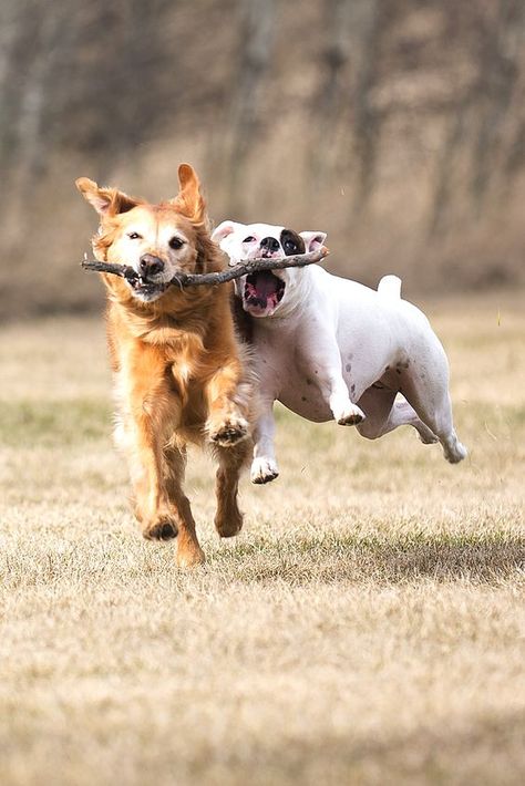 Dogs Playing, Training Dogs, Dog People, Dog Rules, Puppy Training, Training Tips, Mans Best Friend, Animals Friends, Dog Life