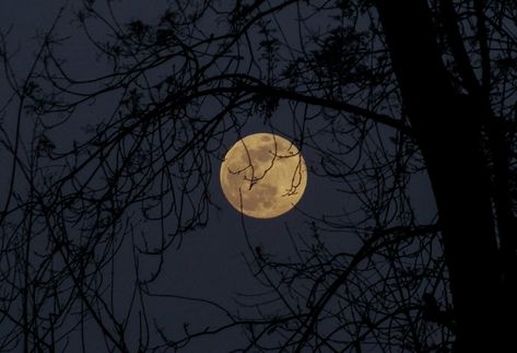 full moon behind a tree silhouettes photo – Free Moon Image on Unsplash The Night Sky, Full Moon, Night Sky, Trees, Moon