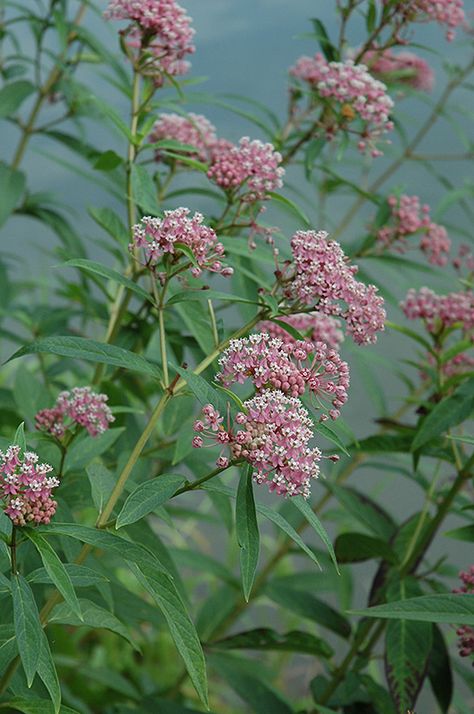 Click to view full-size photo of Swamp Milkweed (Asclepias incarnata) at English Gardens Asclepias Incarnata, Milkweed Plant, Swamp Milkweed, Pollinator Garden, Garden Guide, Native Garden, Plant Cuttings, Deciduous Trees, Fragrant Flowers