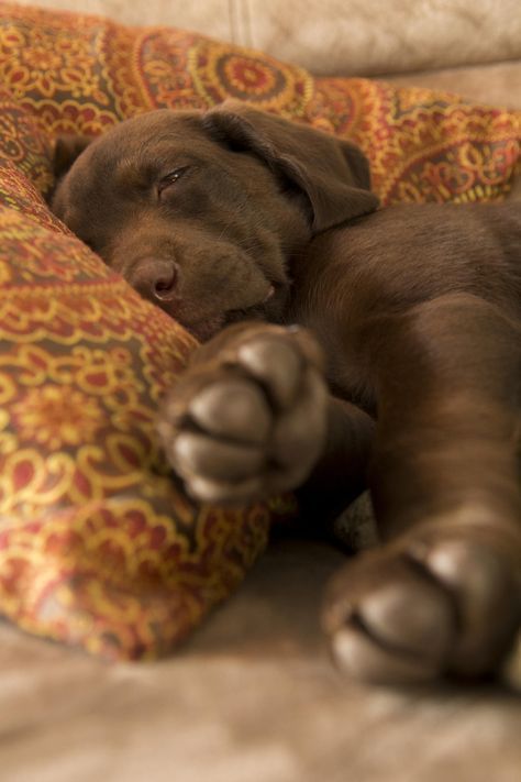 Labrador Puppy Training, Labrador Noir, Chocolate Lab Puppies, Golden Labrador, Labrador Retriever Puppies, Lab Puppies, Smart Dog, Labrador Puppy, Chocolate Lab