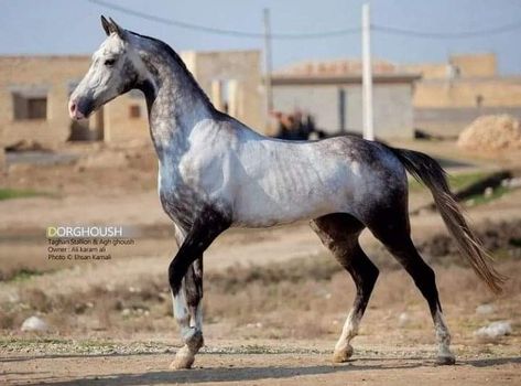 Hooves Reference, Akhal-teke, Ahal Teke, Kathiyawadi Horse, Horse Markings, Akhal Teke Horses, Horse Anatomy, Horse Colors, Horse Inspiration