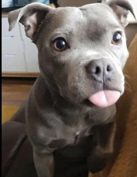 Grey Pitbull Puppies, Cute Pitbulls, Funny Dog Signs, Funny Dog Jokes, Cute Fluffy Dogs, Really Cute Puppies, Cute Animals Puppies, Very Cute Dogs, Funny Dog Memes