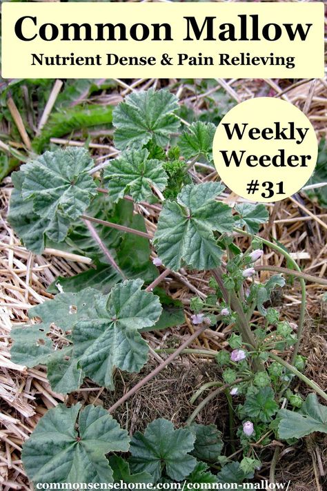 Common Mallow, Mallow Plant, Medicinal Weeds, Medicinal Wild Plants, Healing Naturally, Edible Weeds, Wild Foraging, Wild Food Foraging, Medicinal Herbs Garden