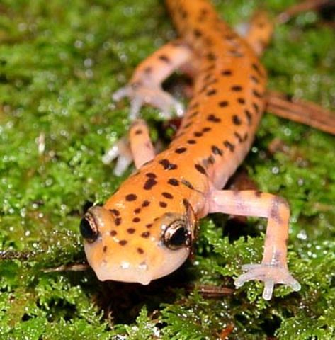 Salamander Aesthetic, Chinese Giant Salamander, Giant Salamander, Marshall University, Protect Nature, Extinct Animals, Free Web Hosting, All About Animals, Interesting Information