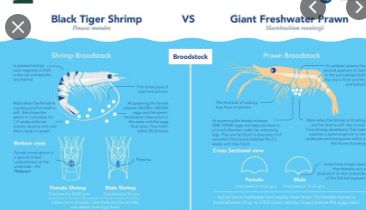 Black Tiger Shrimp-Giant Freshwater Prawn is to be found in the Wag Water River region. Tiger Shrimp, Water River, Black Tiger, Black Tigers, Heirloom Seeds, Fresh Water, Seeds, Water, Black