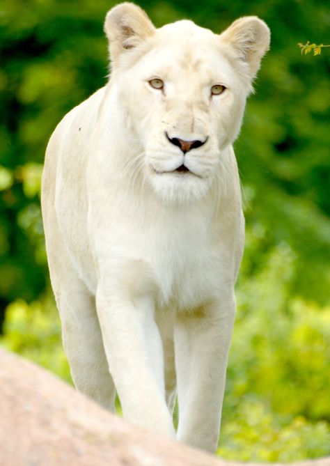 White Lioness, White Lion, Lion, White