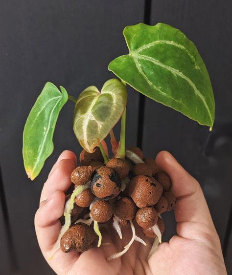 Pothos In Water, Succulent Garden Indoor, Plant Goals, Pothos Plant, House Plants Decor, Propagating Plants, Pretty Plants, Spoiler Alert, Plant Mom