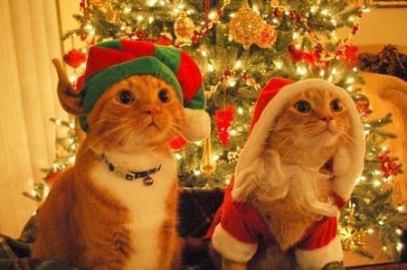 Cat Cute Pfp, Cat Matching Pfp Christmas, Peach And Goma Cat, Christmas Cat Pfp, Cat Matching Pfp, Cats And Christmas, Christmas Pet Photos, Christmas Profile Pictures, Pfp Christmas