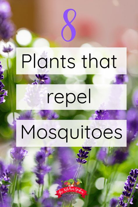 Deter mosquitoes naturally with these plants that repel mosquitoes. From beautiful bee balm to fragrant basil, many plants work as natural mosquito repellents. Safe for kids and pollinators, these plants work double duty. DIY | Natural Pest Control | For Yard | For Patio #mosquitocontrol #naturalpestcontrol via @cpjsouthern Plants That Repel Mosquitoes, Aphid Control, Plants That Repel Bugs, Mosquito Repelling, Mosquito Plants, Fall Fruit, Mosquito Larvae, Plant Containers, Natural Mosquito Repellant