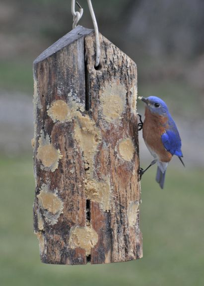 Bill’s Bark Butter Recipe | Bill Beatty Nature Bird Bark Butter Recipe, Bark Butter For Birds Recipe, Bird Feeder Post Ideas, Bird Feeder Landscaping Ideas, Bird Sanctuary Ideas Backyards, Suet Recipe, Oriole Bird Feeders, Backyard Birds Watching, Backyard Birds Sanctuary