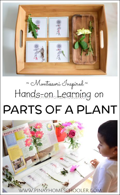 Hands-on learning on the parts of a plant for preschoolers Botany Lessons, Montessori Approach, Learning About Plants, Nature Lessons, Montessori Activities Preschool, Montessori Science, Plants Unit, Plant Activities, Montessori Lessons