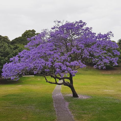 The flowering Jacaranda tree in spring Clematis Paniculata, Purple Flowering Tree, Jacaranda Tree, Tree Identification, Flowering Tree, Specimen Trees, Purple Trees, Deciduous Trees, Flowering Trees