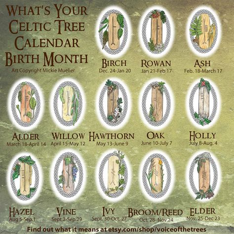 Zodiac Trees, Celtic Holidays, Magical Creatures Mythology, Celtic Tree Calendar, Celtic Calendar, Celtic Zodiac Signs, Celtic Tree Astrology, Celtic Signs, Celtic Zodiac