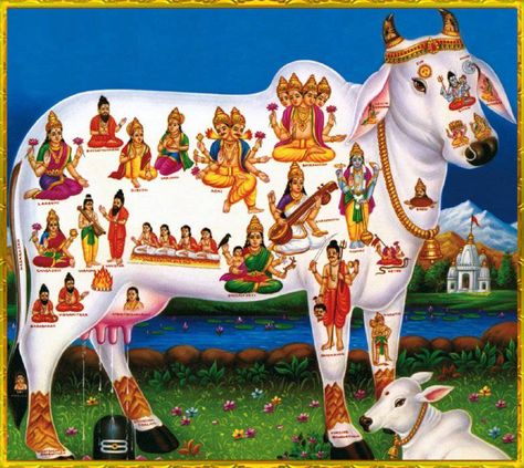 Kamadhenu - The Sacred Cow Which Grants All Our Wishes ... Hindu Rituals, Hindu Dharma, Cow Pictures, Lakshmi Images, Lord Shiva Family, Ancient Mythology, Lord Vishnu Wallpapers, Tanjore Painting, Shiva Art