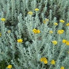 Imphepho – Africa’s Sacred Herb. (Helicrysum Species (African Sage)) – Earthmedicine – Africa Mystic Types Of Sage, Cleanse Energy, African Herbs, Medicinal Oils, Helichrysum Essential Oil, Sage Plant, How To Make Oil, Natural Beauty Diy, Geranium Oil