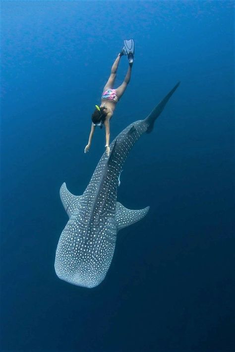 Oceanography Marine Biology, I Love The Ocean, Wow Photo, Whale Sharks, Ocean Girl, Shotting Photo, Beautiful Sea Creatures, Marine Biologist, Oceanography