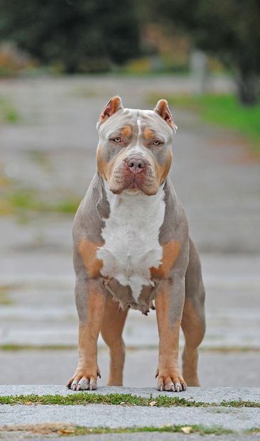 Funny Dog Pics, Xl American Bully, Aesthetic Dog Drawing, Wallpaper Dog Aesthetic, Bully Xl, Pitbull Dog Breed, Funny Dog Signs, Pinterest Funny, Funny Dog Jokes