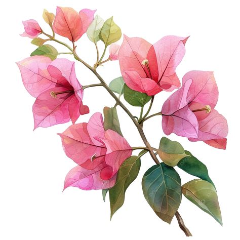 Bogenvilla Plant, Bougainvillea Drawing, Painting Tropical Flowers, Bougainvillea Tattoo, Bougainvillea Flower Watercolor, Bougainvillea Aesthetic, Watercolour Bougainvillea, Bougainvillea Painting, Bougainvillea Watercolor