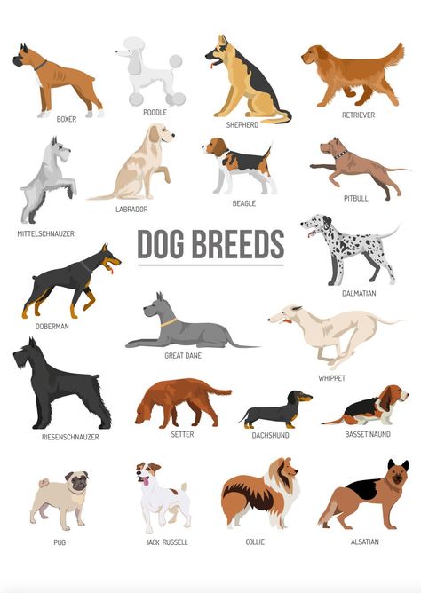 Common Dog Breeds, Royal Dog Breeds, Big Dog Breeds List, 57 Dog Breeds, Best Big Dog Breeds, Dog Species, Dog Breed Poster, Dog Breeds Chart, Wildlife Biology