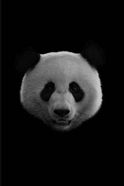 Photo Panda Art, Cute Panda Wallpaper, Principles Of Art, Black Animals, Black And White Pictures, Animal Wallpaper, Definition Prints, Panda Bear, Animal Photography