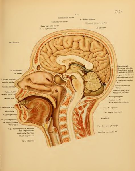 A median saggital section of the head, revealing a complete... Anatomy Textbook, Human Spine, Brain Art, Surreal Photos, Hair Raising, Human Anatomy, Antique Prints, The Head, Cat Pics