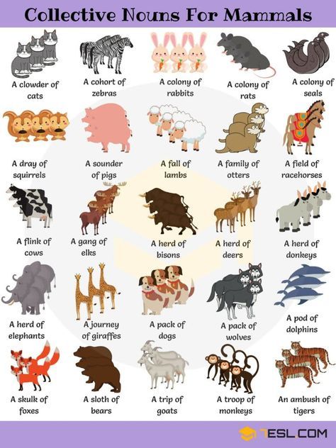 250+ Useful Collective Nouns For Animals in English - 7 E S L Animals Name In English, Group Names, English Collocations, Collective Nouns, English Vocab, Kids English, Learn English Grammar, English Classroom, Animal Groups