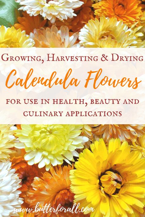 Learn how to grow, harvest, and prepare the most beautiful and delicate calendula flowers to use in recipes, remedies, soaps, and salves! #gardening #calendula #skin #soothing #edible #flowers #summer #bites #stings #shampoo #soap #herbal #remedies #harvest #dry #prepare #essentialoil Herbal Monographs, Growing Food Indoors, Calendula Flowers, Hydroponic Farming, Hydroponics Diy, Food Gardening, Herb Gardening, Hydroponic Growing, Organic Vegetable Garden