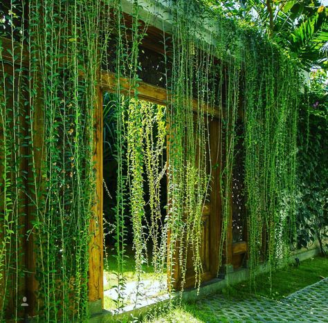 Curtain Creeper Plant Ideas, Curtain Creeper Plant, Curtain Creeper, Creeper Plants, Balcony Hanging Plants, Creepers Plants, Hotel Landscape, Vertical Garden Design, Green Facade