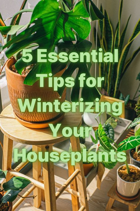 Don't let the cold catch your houseplants off guard! Our latest blog, '5 Essential Tips for Winterizing Your Houseplants,' is your go-to guide for keeping your leafy friends cozy and thriving during the chilly months. Don't Let, The Winter, To Start, Plants