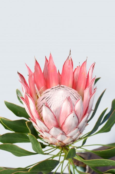 Flower On White Background, Protea Art, Săpunuri Handmade, Protea Flower, Australian Flowers, Background Flower, Australian Flora, Exotic Flowers, Native Plants