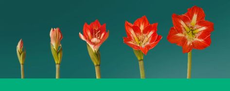 Amaryllis Bulbs, Long Gone, Growing Indoors, Plant Gifts, Potting Soil, Garden Beds, Fun To Be One, Container Gardening, Garden Plants