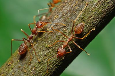 Weaver ants Trail Of Ants Tattoo, Ants From Up There, Weaver Ant, Ant Close Up, Carpenter Ant, Natural Pest Control, Ants, Soil, Insects