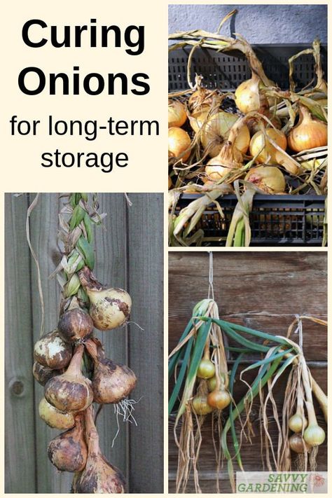 Grow Onions In Containers, Onion Harvesting, Curing Onions, Harvesting Onions, When To Harvest Onions, Garden Onions, Storing Veggies, Overwintering Geraniums, Harvest Onions