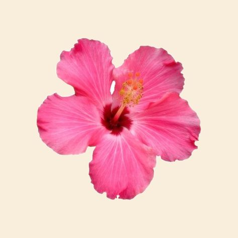 Icon For Homescreen, Homescreen Homescreen, Pink Hibiscus Flower, Flower Icon, Pink Hibiscus, Hibiscus Flower, Pink Flower, Hibiscus, Pink