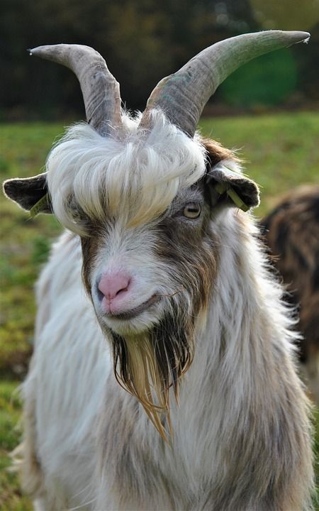 Goat Fursona, Animals With Antlers, Horned Animals, Sheep Horns, Small Goat, Animals With Horns, Goat Horns, Cute Goats, Horse Life