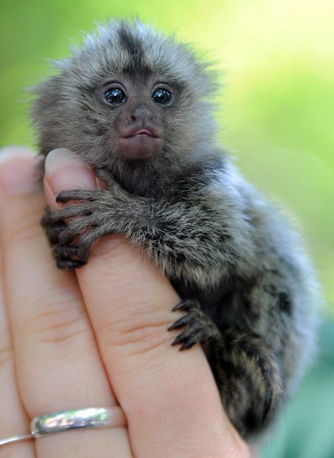 Finger Monkey, Pygmy Marmoset, Marmoset Monkey, Tiny Monkey, Animal Family, Pet Monkey, Cute Monkey, Baby Monkey