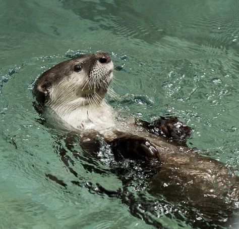 Sea Otter Drawing, Tattoo Ideas Ocean, Otter Pfp, Swimming Otter, Otter Facts, Sea Otter Art, Otter Drawing, Otter Tattoo, Sea Life Painting